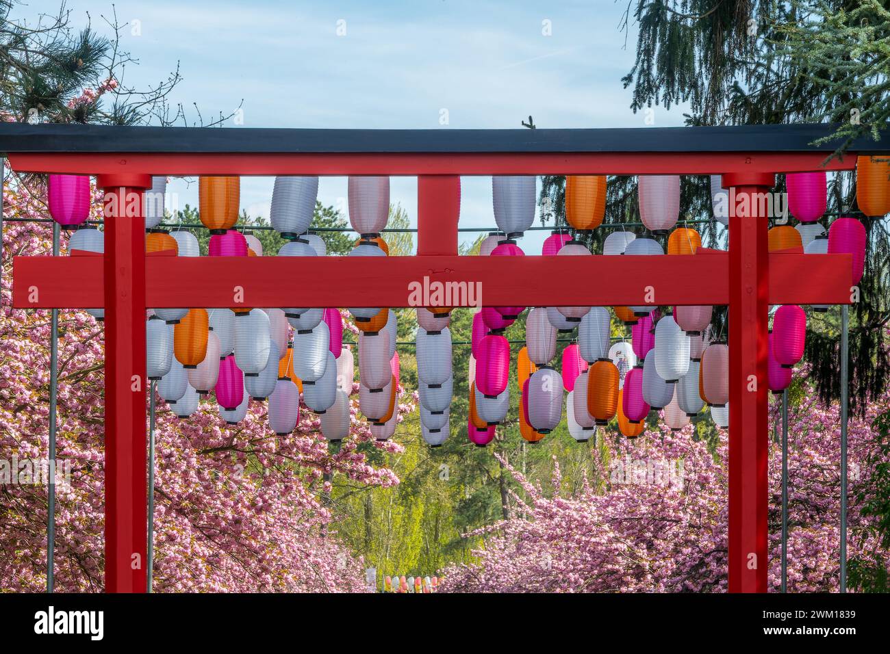 Cerisier en fleurs, festival hanami au printemps avec un torii rouge japonais et des lanternes dans le Parc de Sceaux près de Paris France Banque D'Images