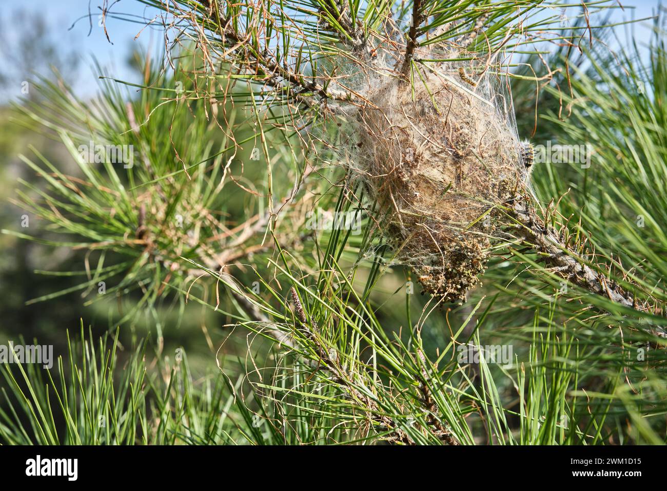 Un nid de chenilles processionnaires accroché à l'arbre de près Banque D'Images