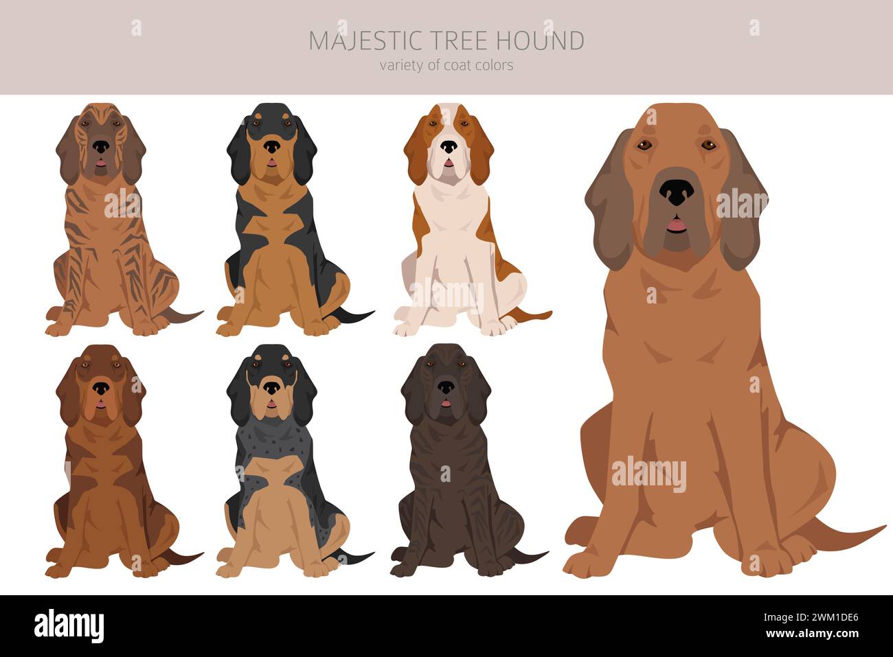 Majestueux chien d'arbre. Ensemble de couleurs de manteau. Infographie sur les caractéristiques de toutes les races de chiens. Illustration vectorielle Illustration de Vecteur