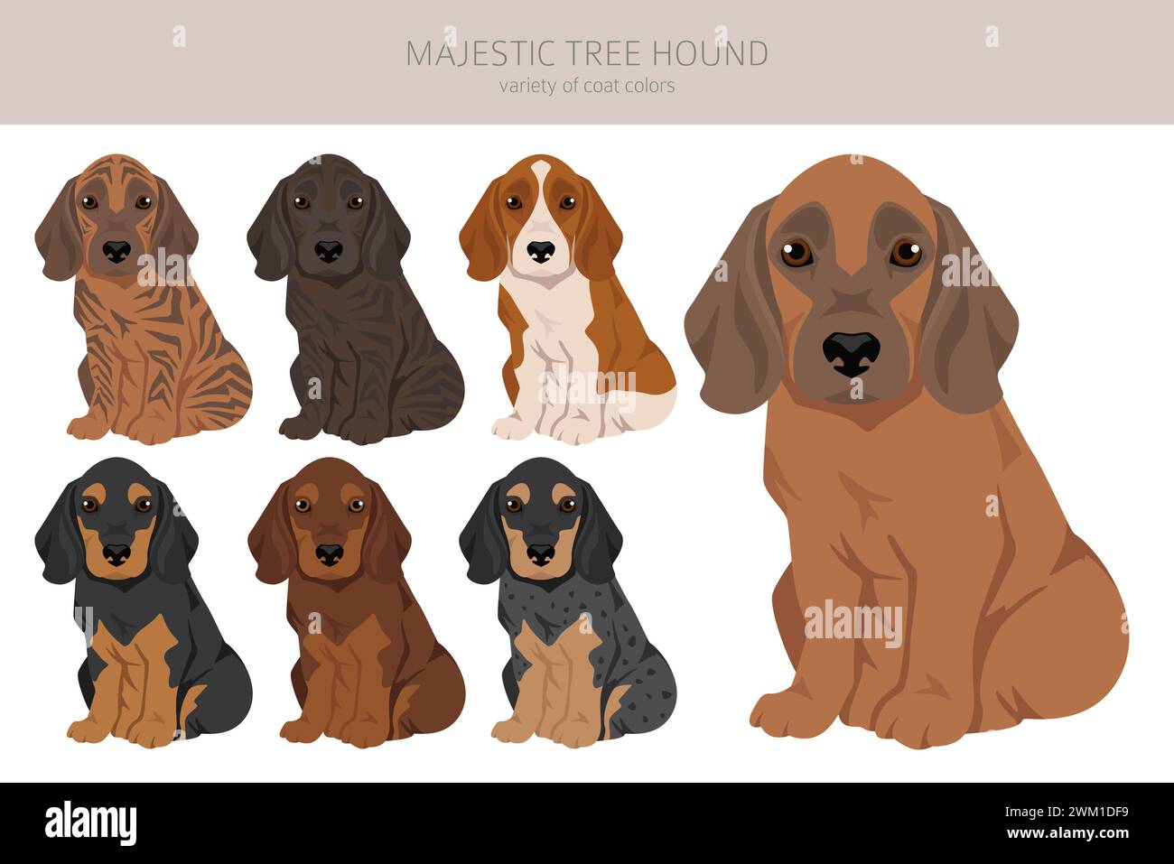 Majestueux chien d'arbre. Ensemble de couleurs de manteau. Infographie sur les caractéristiques de toutes les races de chiens. Illustration vectorielle Illustration de Vecteur