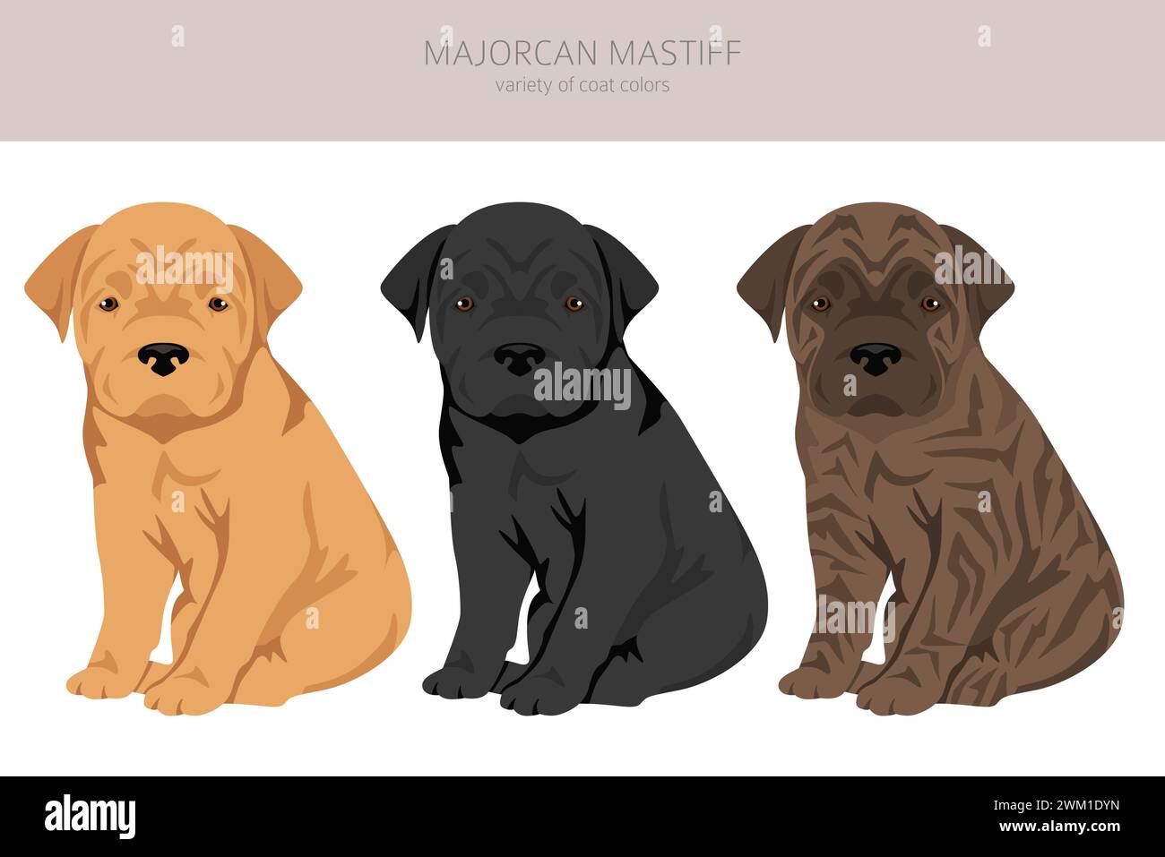 Clipart des chiots Mastiff de Majorque. Toutes les couleurs de manteau sont définies. Toutes les races de chiens caractéristiques infographie. Illustration vectorielle Illustration de Vecteur