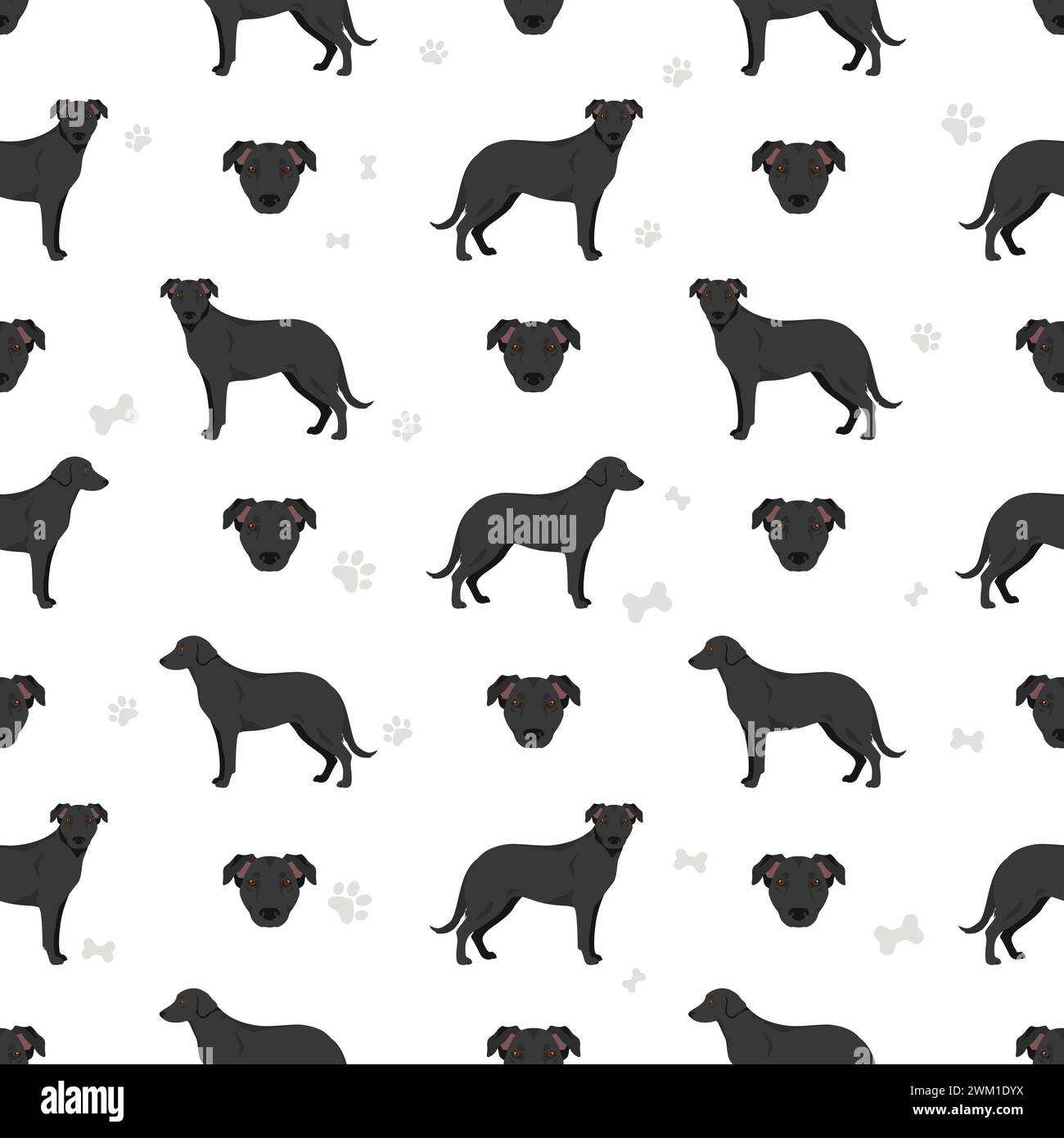 Majorque Shepherd chien sans couture. Toutes les couleurs de manteau sont définies. Toutes les races de chiens caractéristiques infographie. Illustration vectorielle Illustration de Vecteur