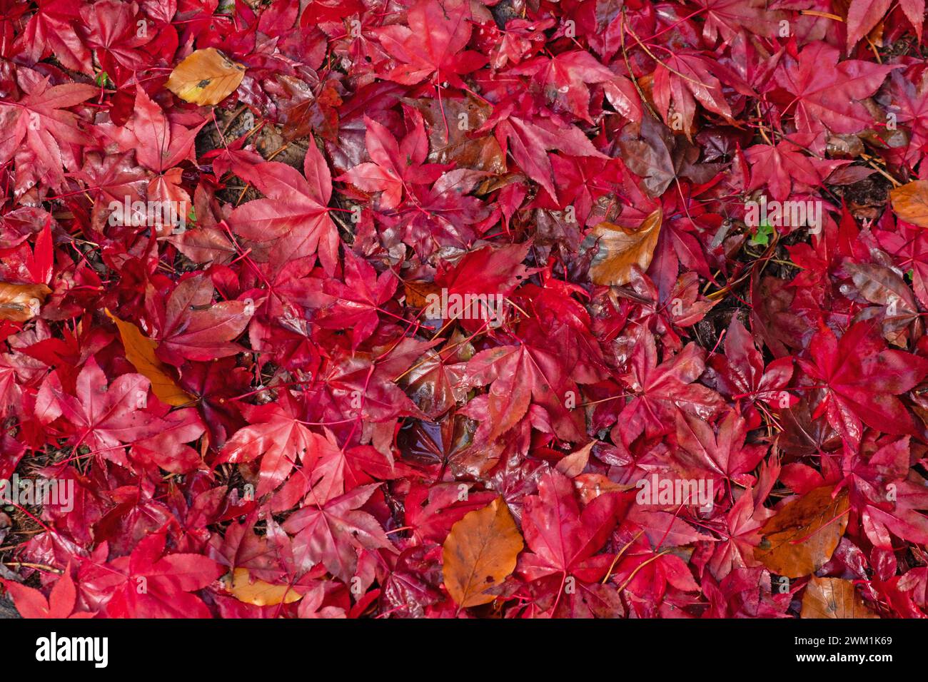 Tapis de feuilles d'érable japonais rouge profond ( Acer amoenum ) rencontré lors d'une promenade dans les bois en automne au Royaume-Uni Banque D'Images