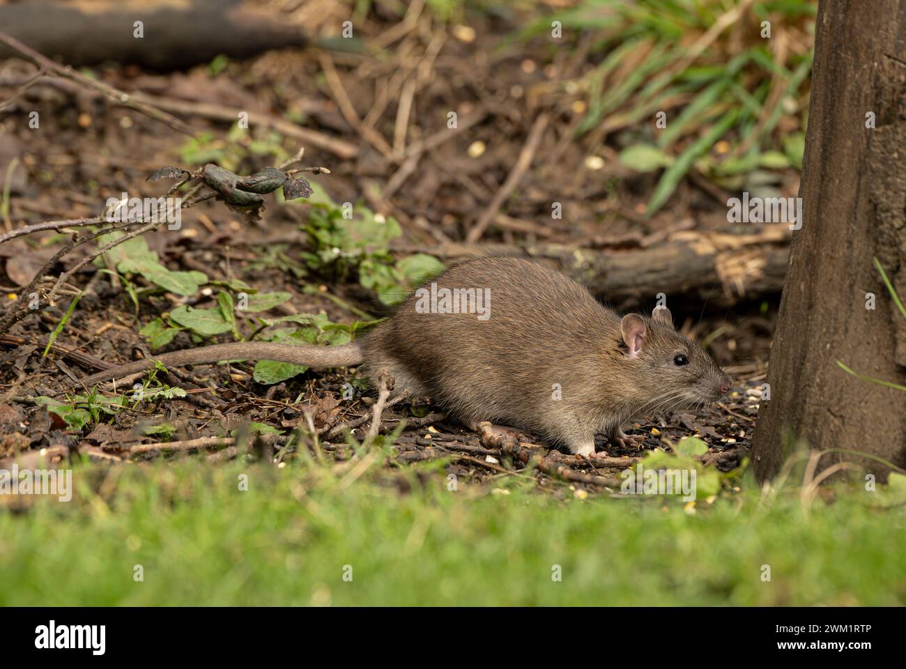 Rat brun : Rattus norvegicus. Sussex, Royaume-Uni Banque D'Images