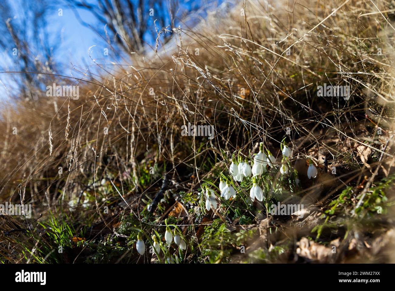 Motala, Suède. 23 février 2024. Météo saisonnière, fleurs de printemps, la goutte de neige (Galanthus nivalis), qui fleurit dans l'herbe, pendant le vendredi à Motala, Suède. Galanthus nivalis, la goutte de neige commune, est la plus connue et la plus répandue des 20 espèces de son genre, Galanthus. Crédit : Jeppe Gustafsson/Alamy Live News Banque D'Images