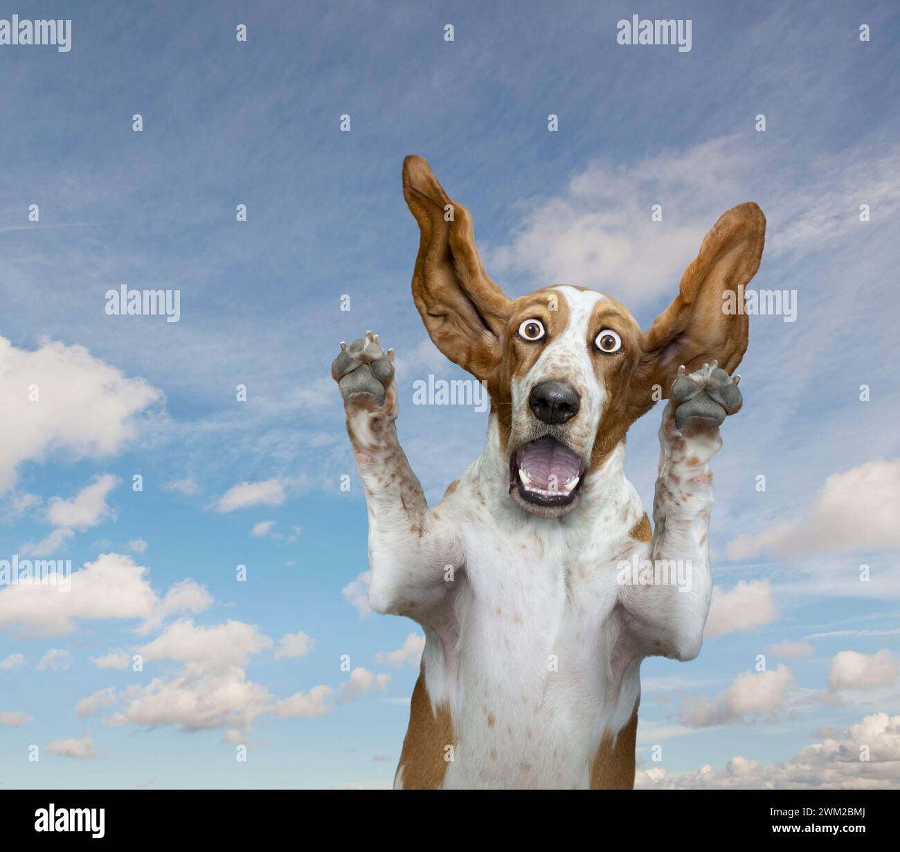 Un drôle de chien de Basset, les yeux larges de surprise, jette ses pattes, les oreilles volantes, avec une expression d'étonnement. Banque D'Images