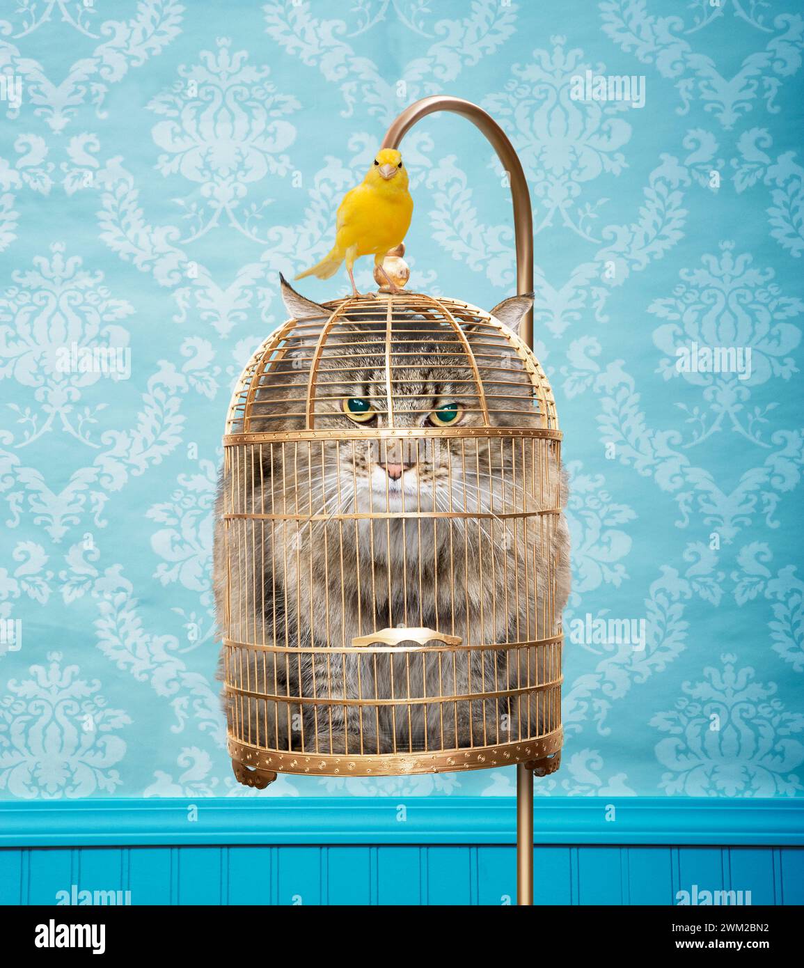 Un chat en colère est empaqueté dans une cage à oiseaux tandis qu'un canari est assis au sommet de la cage dans une image sur le retournement et l'inversion de rôle. Banque D'Images