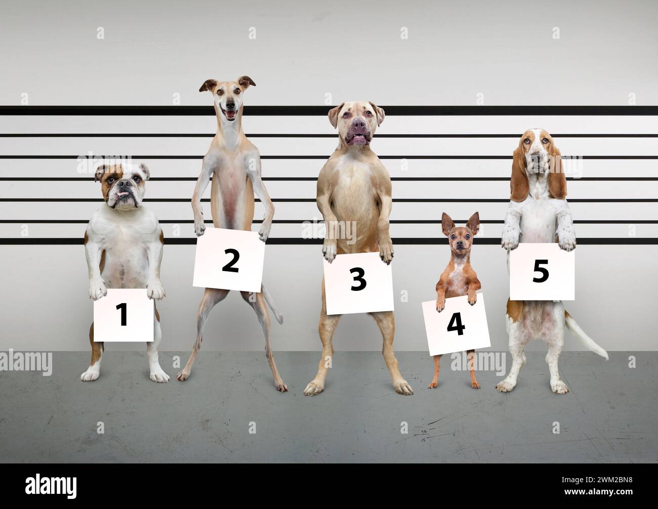 Cinq races de chiens différentes peuplent une image humoristique de la police dans une photo sur les races de chiens, le comportement et les questions connexes, Banque D'Images