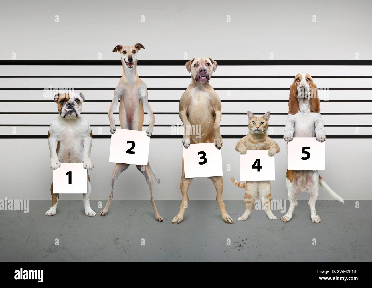 Une photo amusante de la police montre quatre chiens et un chat dans une image de comportement d'animal de compagnie, d'entraînement et de concepts connexes. Banque D'Images