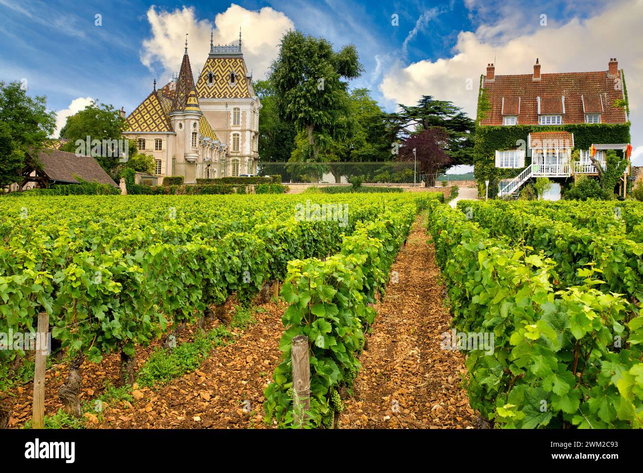 Pinot noir de vignes, le château de Corton Pierre André, Beaune, Côte de Beaune, Côte d'Or, Bourgogne, Bourgogne, France, Europe Banque D'Images