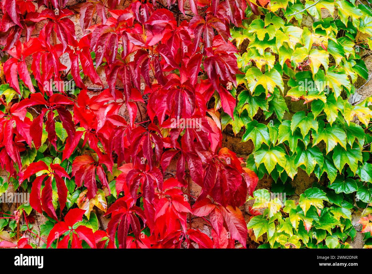 Deux espèces de plantes grimpantes au début de l'automne. Palencia, Castilla y León, Espagne, Europe Banque D'Images