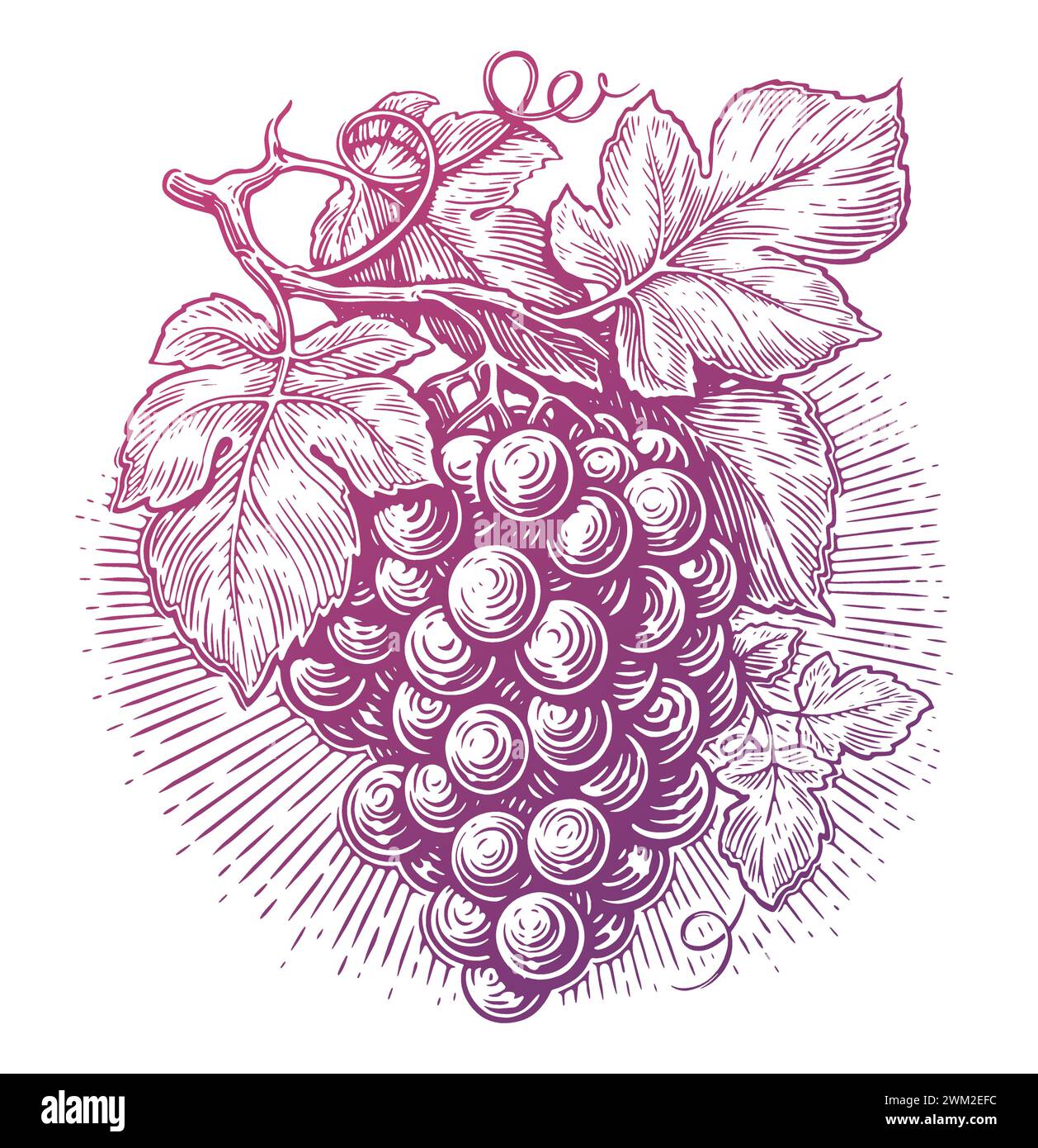 Raisins avec des feuilles. Branche de vigne avec des baies. Vigne, illustration vectorielle d'esquisse Illustration de Vecteur