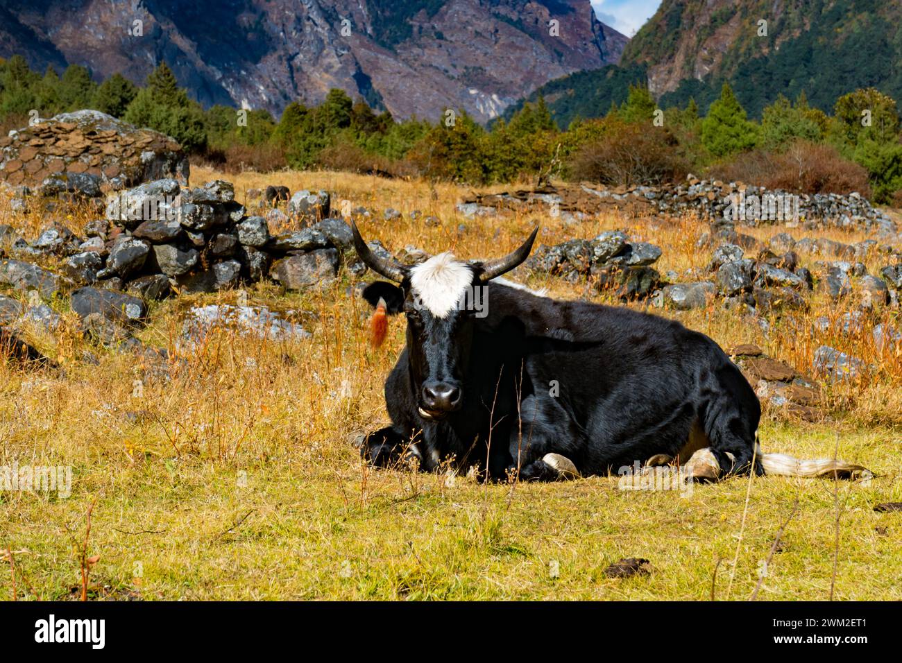 Yak de l'Himalaya dans le magnifique paysage du village de Folay Phale à Ghunsa, Taplejung, région de Kanchenjunga, Népal Banque D'Images