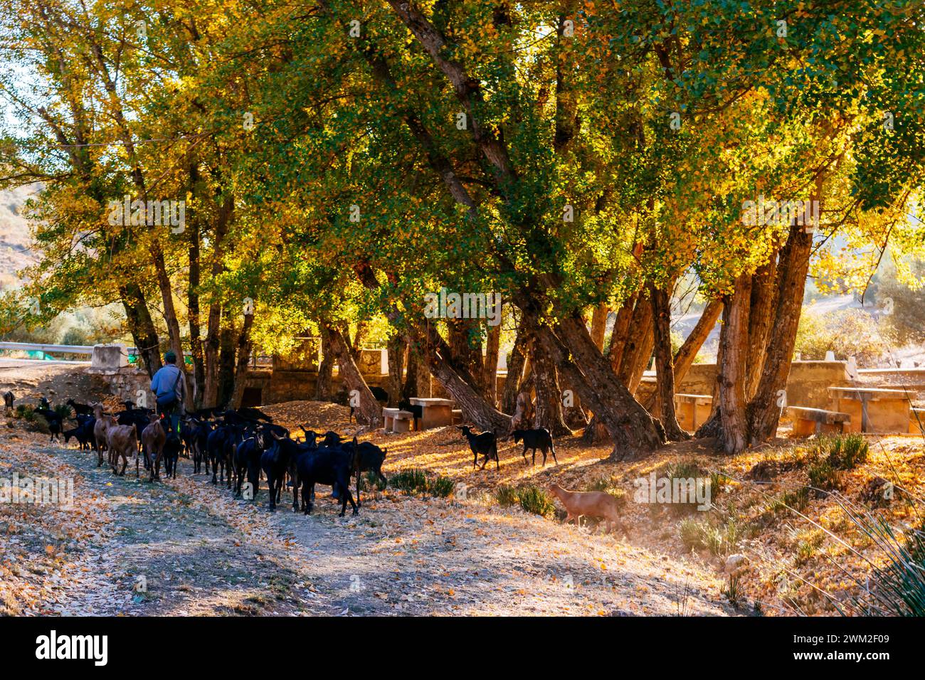 Troupeau de chèvres. Fuente de El Raso zone de loisirs en automne. Frailes, Jaén, Andalucía, Espagne, Europe Banque D'Images