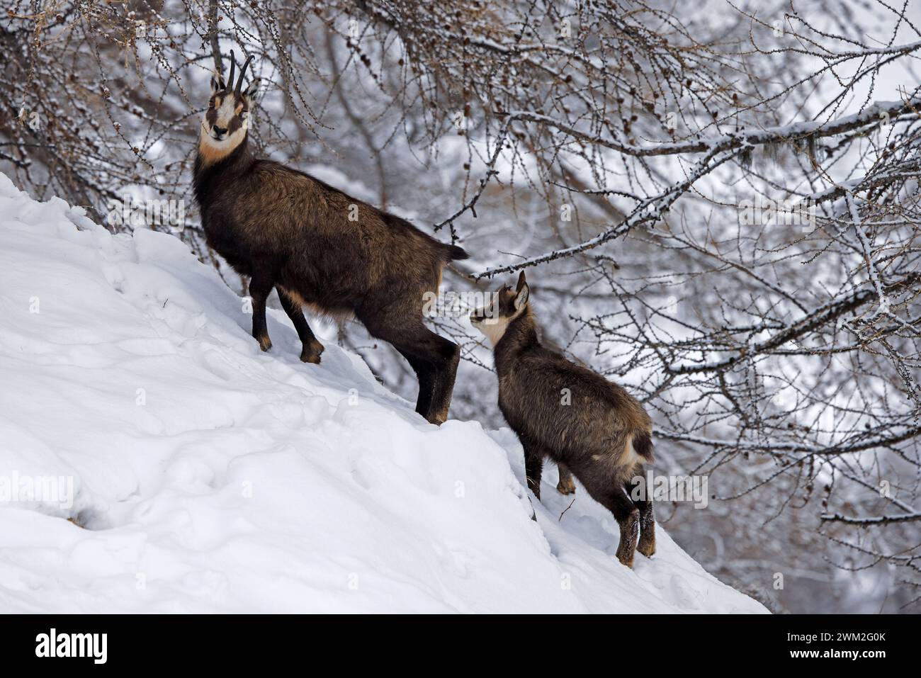 Chamois alpin (Rupicapra rupicapra) femelle avec enfant / jeune butinant sous les mélèzes sur la pente de la montagne dans la neige en hiver dans les Alpes européennes Banque D'Images