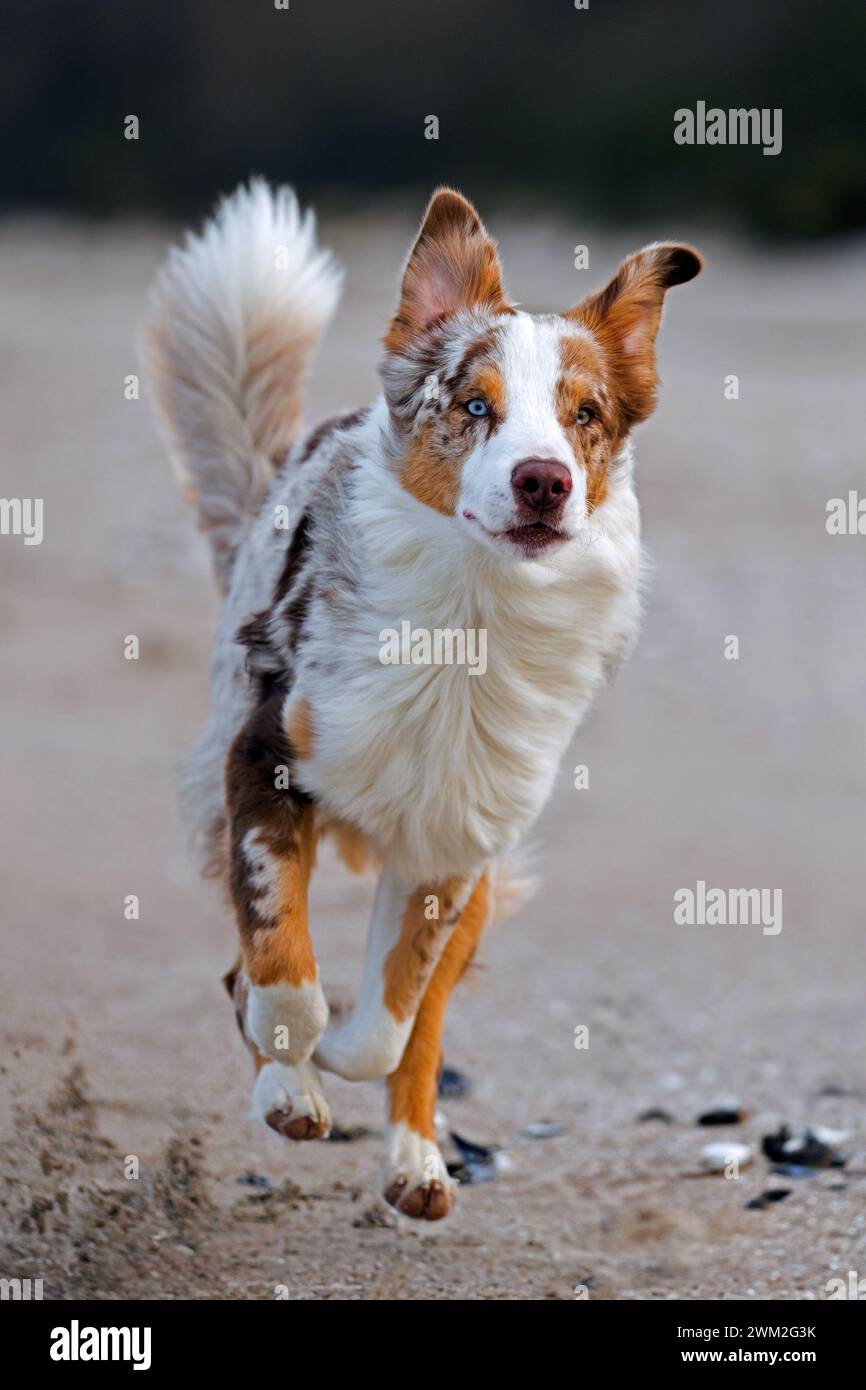 Berger australien / Aussie, race de chien de troupeau des États-Unis, courant sur une plage de sable Banque D'Images