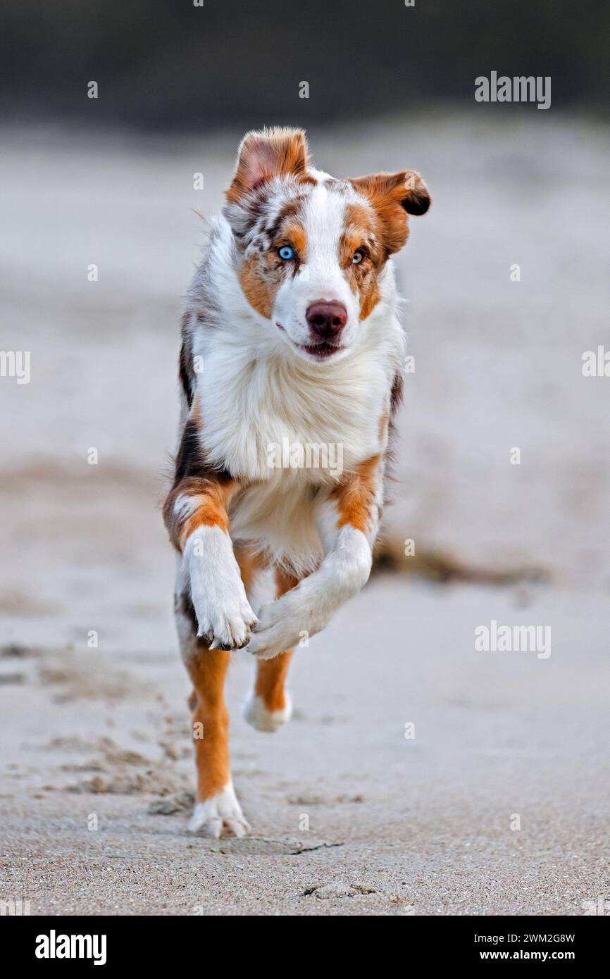 Berger australien / Aussie, race de chien de troupeau des États-Unis, courant sur une plage de sable Banque D'Images