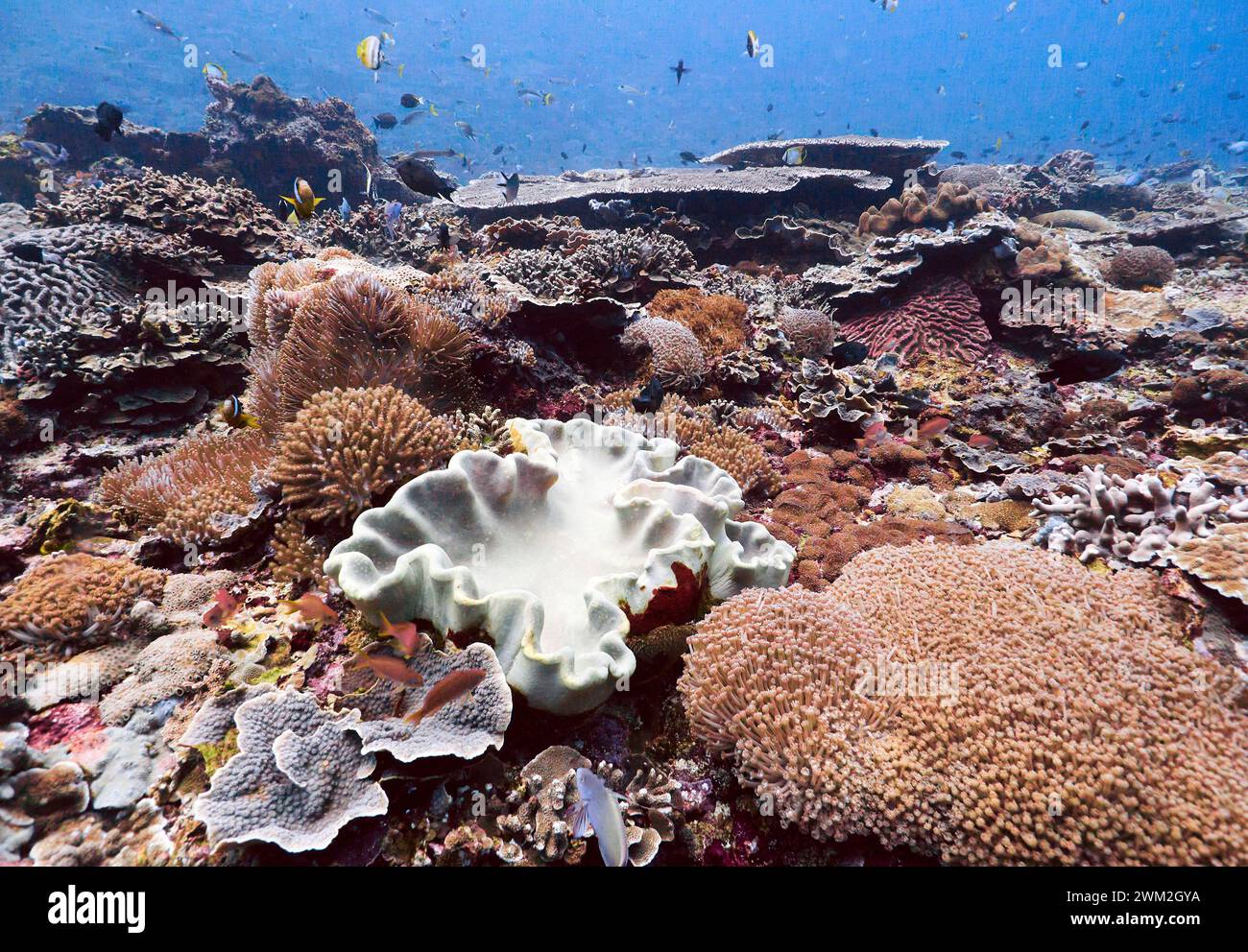 Jardin de corail, parc national de Komodo, Indonésie. Banque D'Images