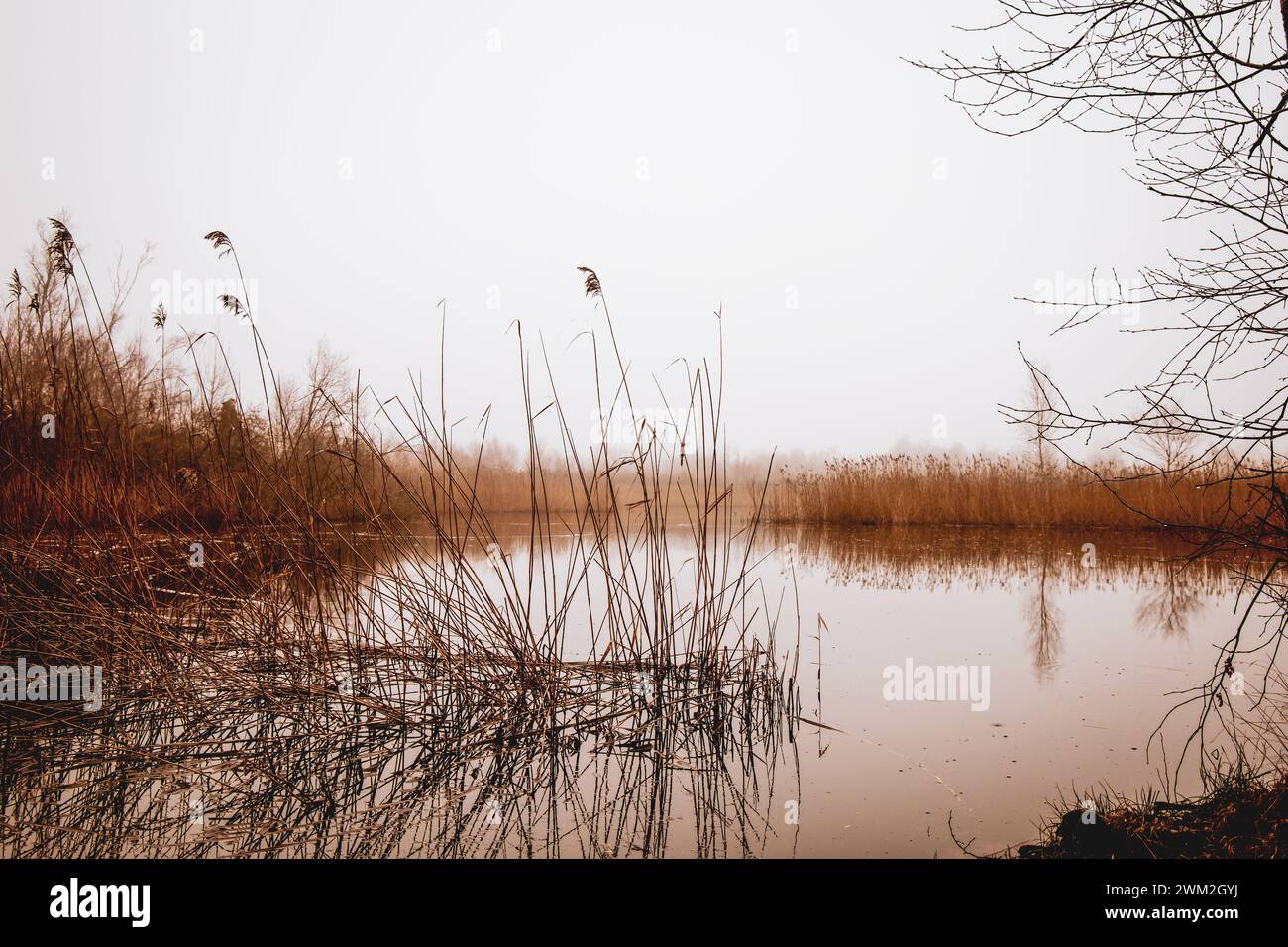 Un lac pittoresque est situé au centre d'un champ luxuriant avec des arbres à la périphérie, créant un paysage naturel magnifique dans l'écorégion Banque D'Images