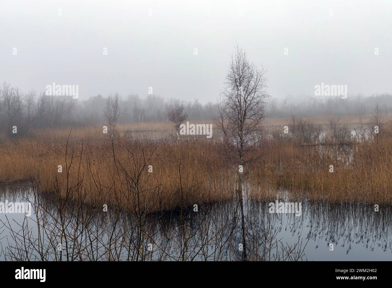 Un lac pittoresque est situé au centre d'un champ luxuriant avec des arbres à la périphérie, créant un paysage naturel magnifique dans l'écorégion Banque D'Images