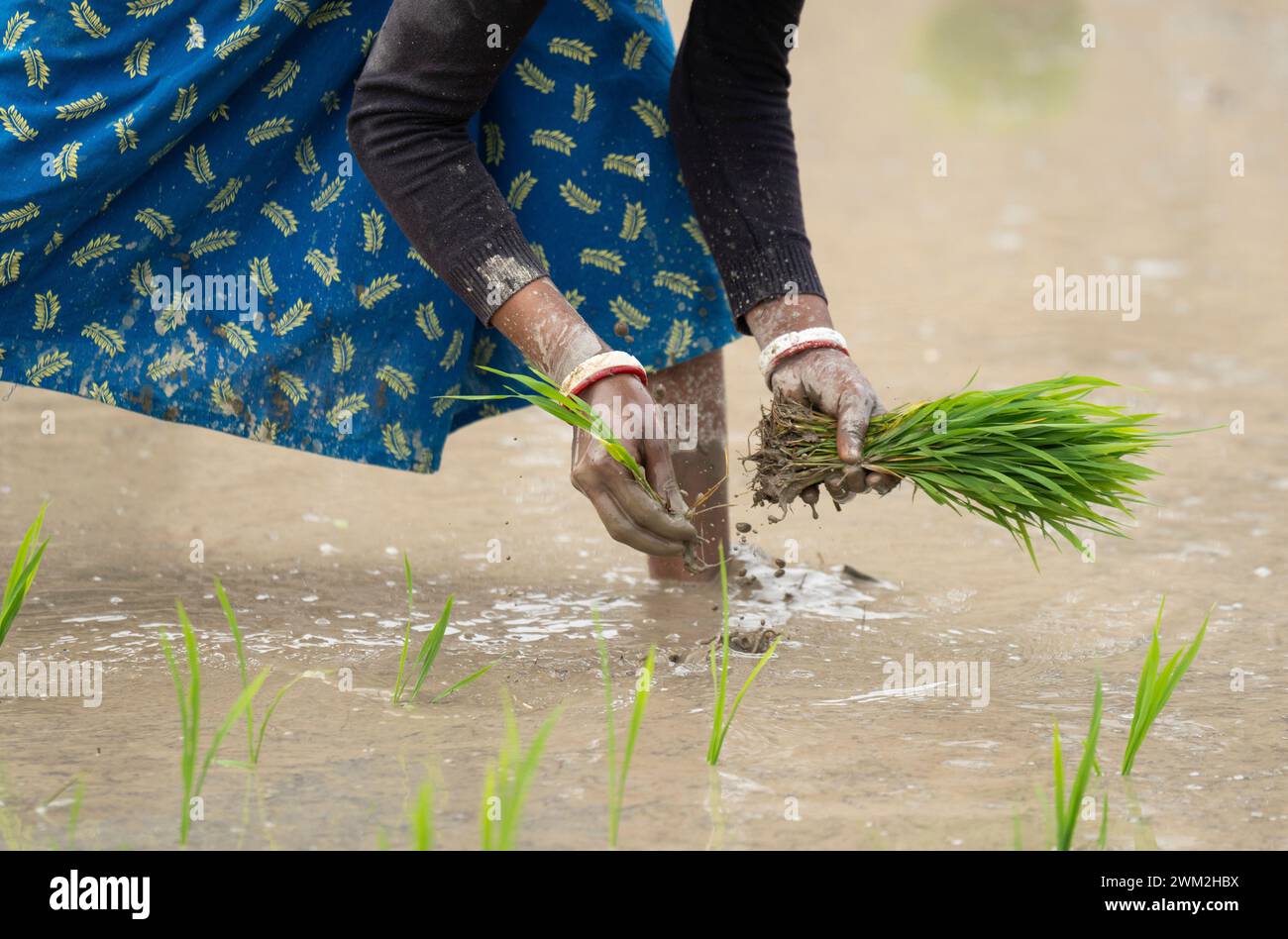 Morigaon, Inde. 20 février 2024. Des femmes plantent des jeunes pousses de riz dans une rizière le 20 février 2024 à Mayong, en Inde. La riziculture contribue à la sécurité alimentaire en Inde en assurant un approvisionnement stable de cette céréale alimentaire essentielle. Crédit : David Talukdar/Alamy Live News Banque D'Images