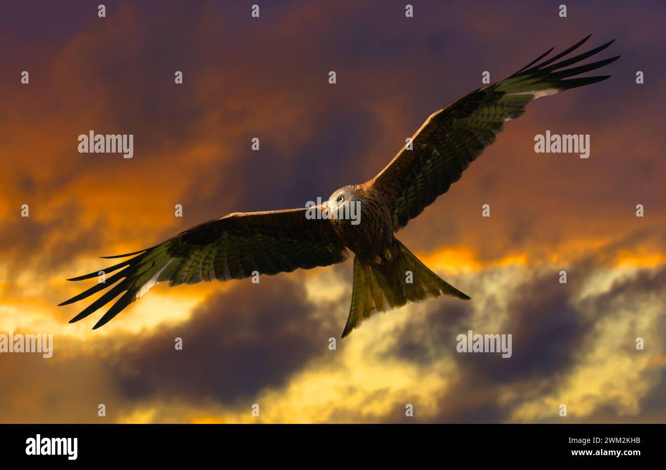 Cerf-volant rouge planant dans le ciel du soir Banque D'Images