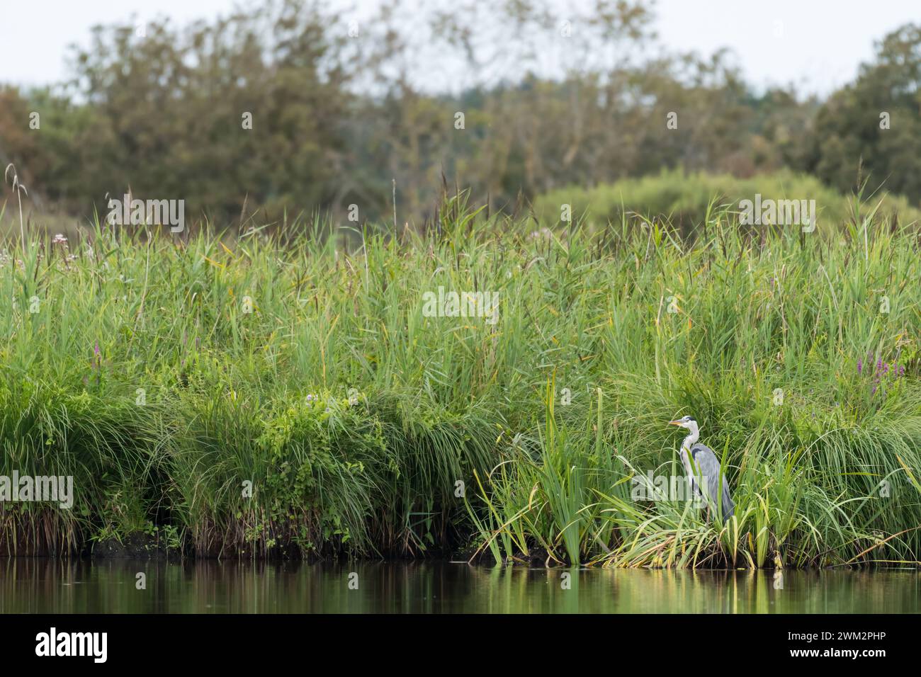 Un héron gris (Ardea cinerea) situé près d'une rivière dans le parc naturel régional de Briere Banque D'Images