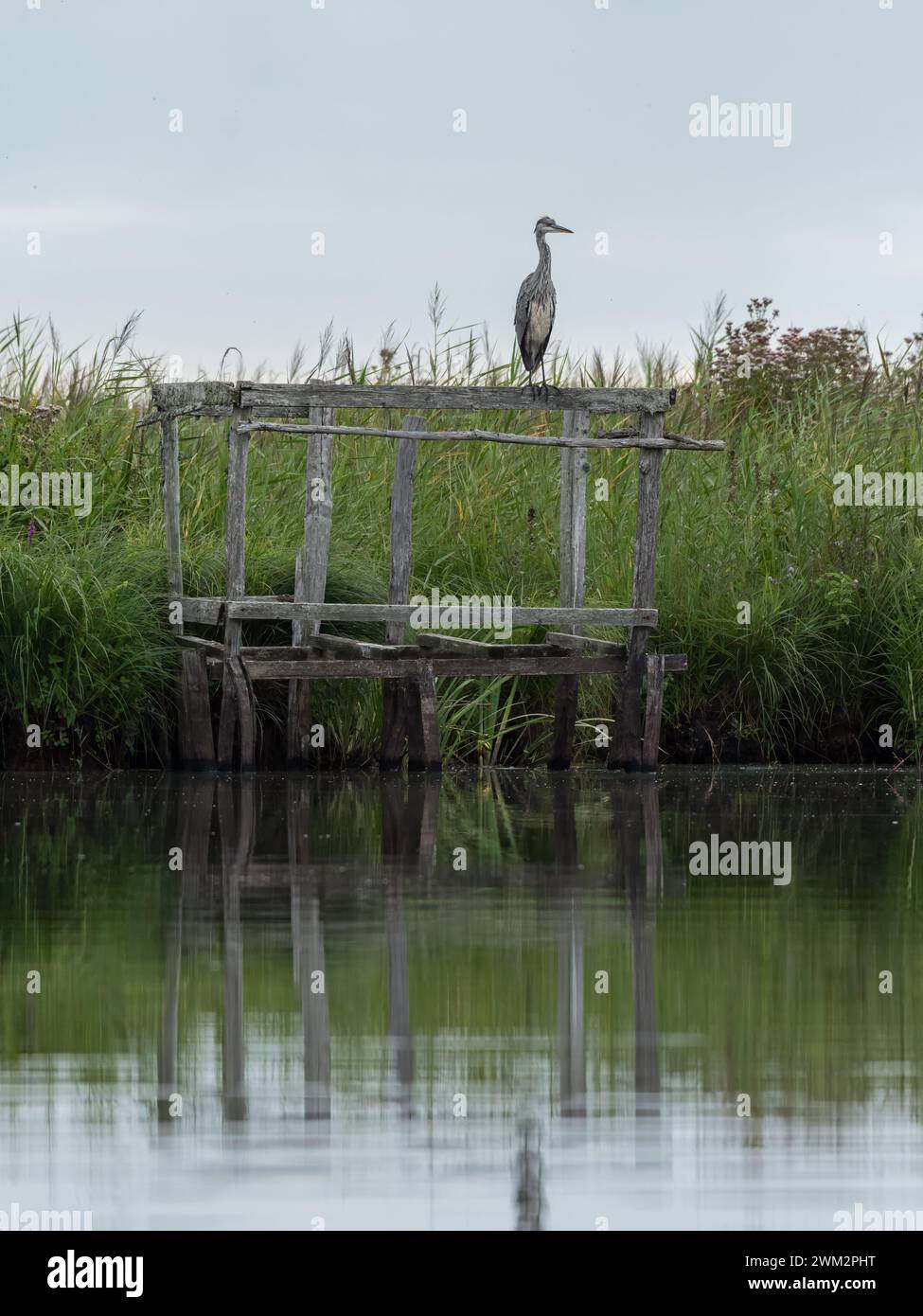 Un héron cendré (Ardea cinerea) debout sur un support en bois dans le Parc Naturel Régional de Brière Banque D'Images