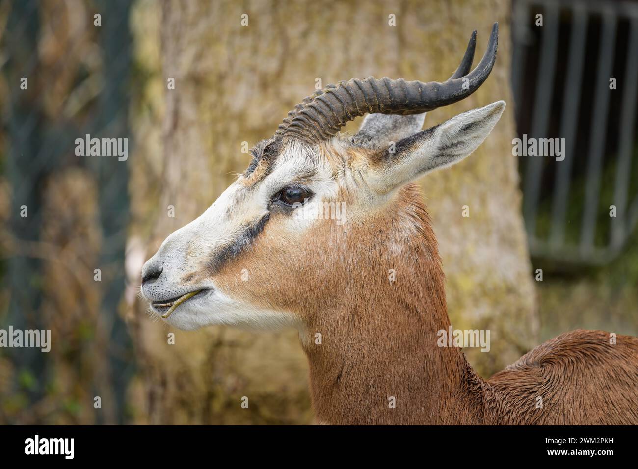 Une gazelle Nanger dama debout dans un zoo, jour nuageux en hiver Banque D'Images