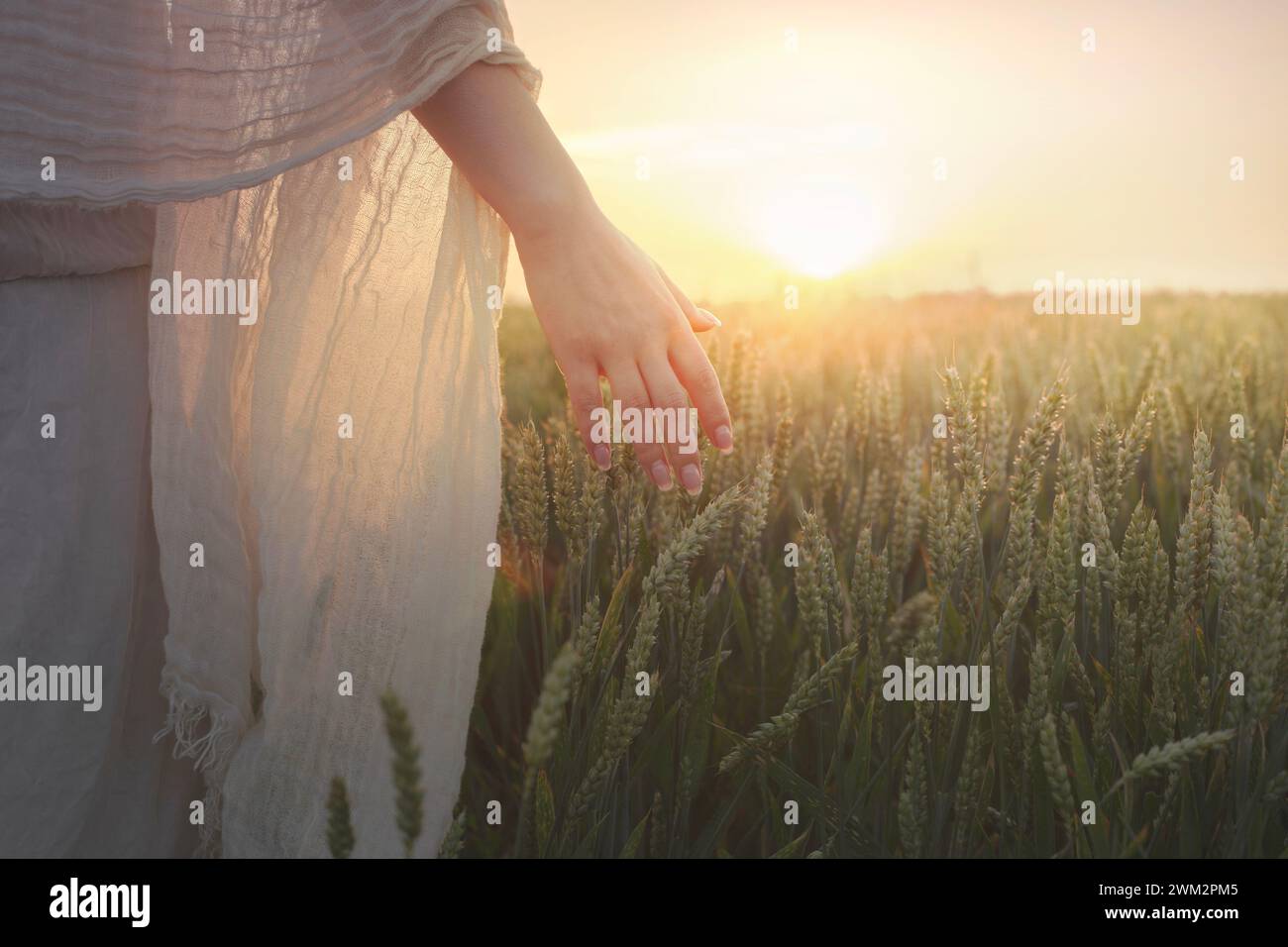 la femme qui marche touche le blé illuminé par le soleil couchant avec sa main Banque D'Images