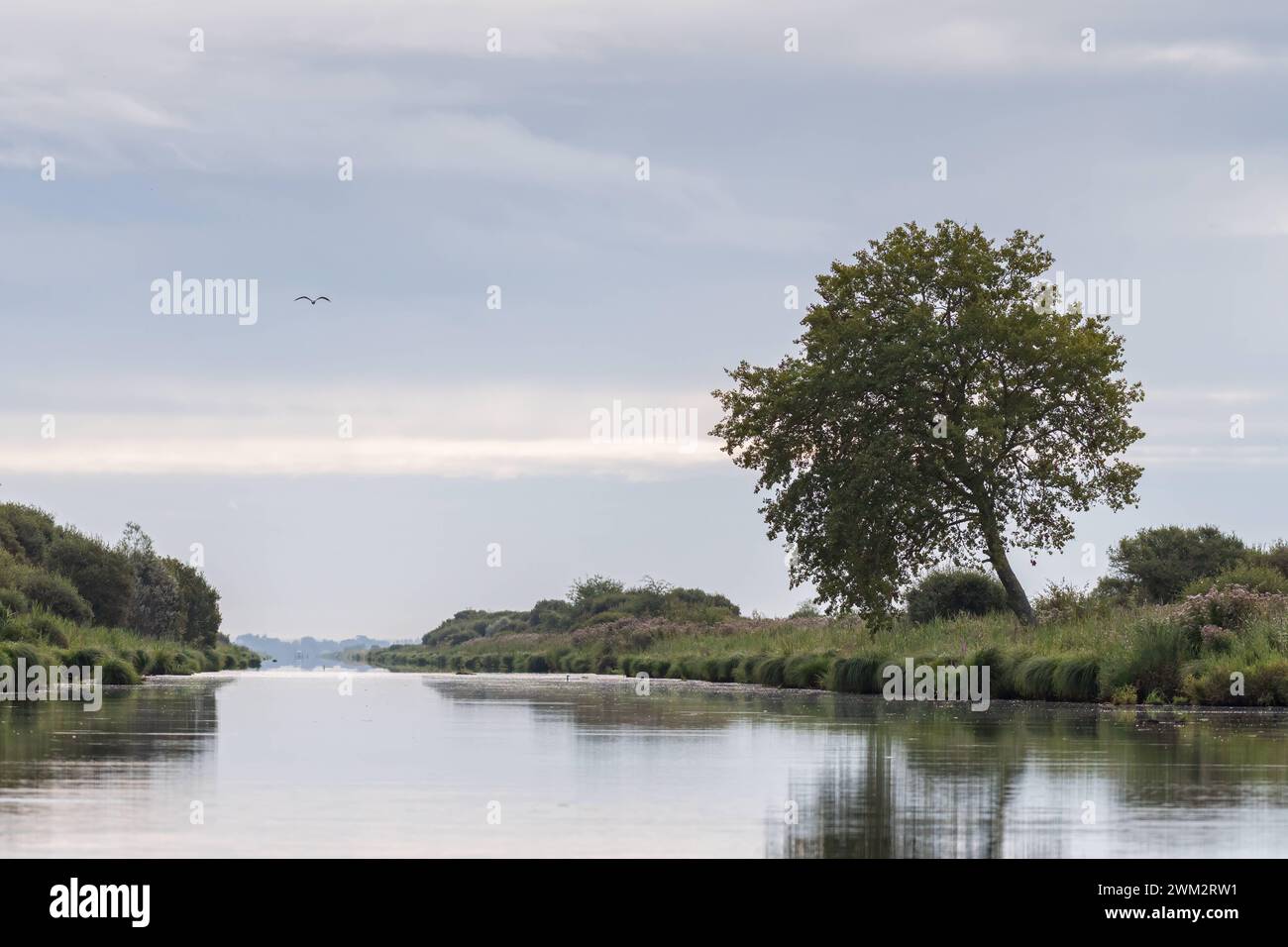 Le beau reflet d'un arbre dans la zone humide près de Saint Lyphard France Banque D'Images