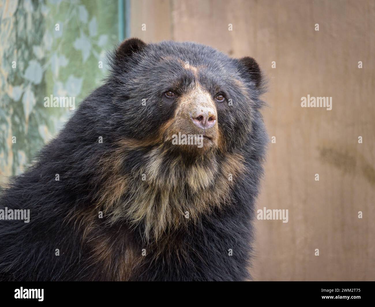 Portrait d'un ours andin debout dans un zoo, jour nuageux en hiver Autriche Banque D'Images