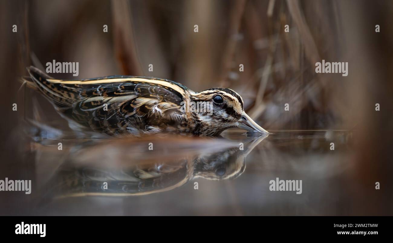 Un petit looper Lymnocryptes minimus se cache dans des roseaux du danger, photo très rare, la meilleure photo. Banque D'Images