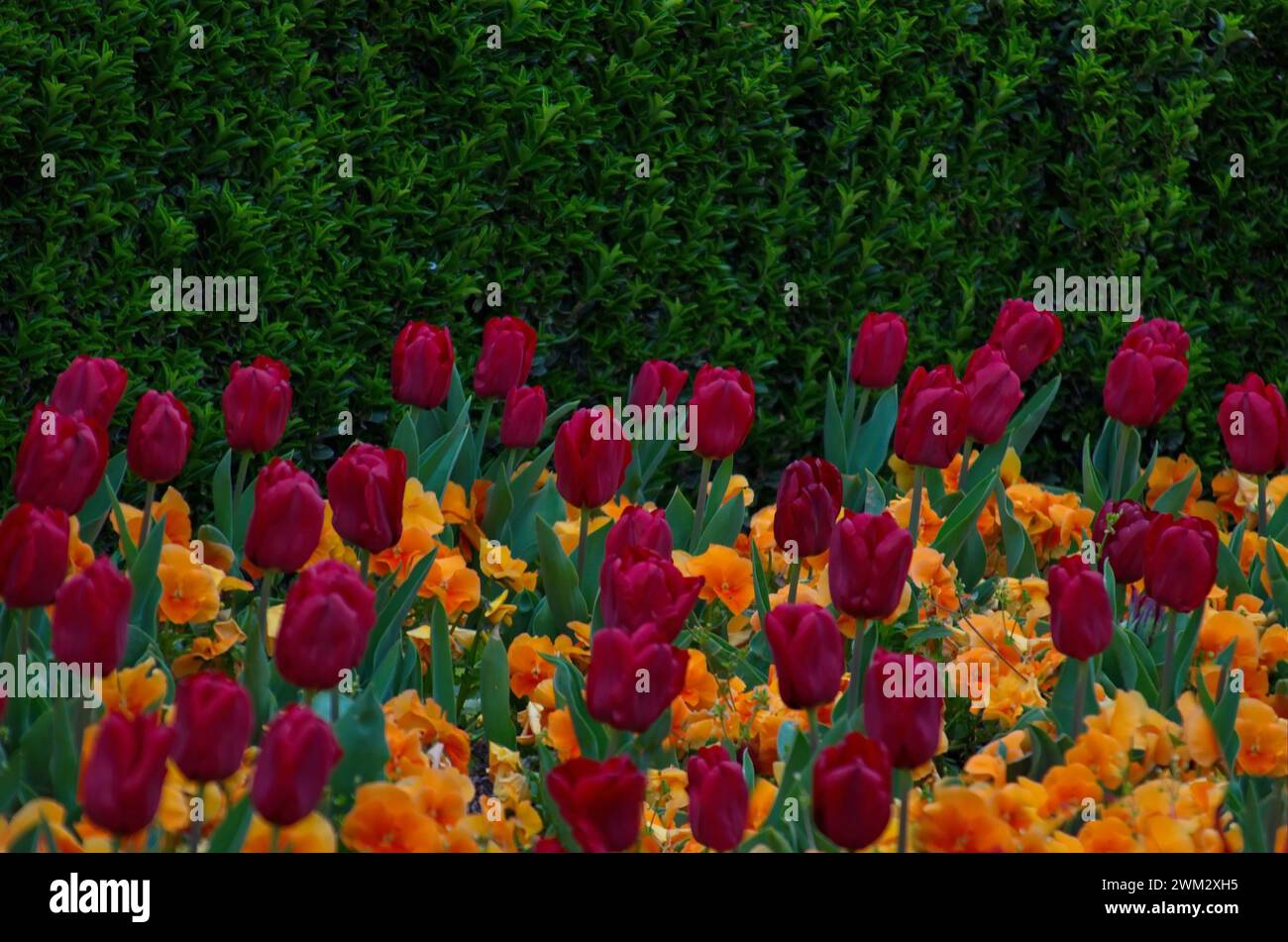 Un jardin de printemps avec de belles tulipes rouges fleuries sur un fond de violettes jaunes et un mur de buissons verts frais, Sofia, Bulgarie Banque D'Images