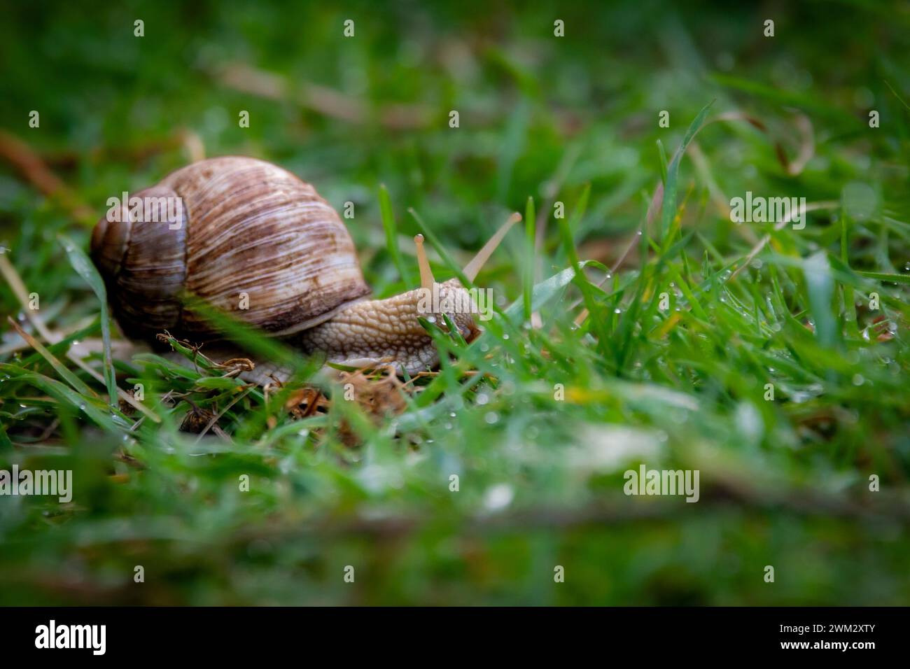 Escargot rampant sur l'herbe dans le jardin, faible profondeur de champ Banque D'Images