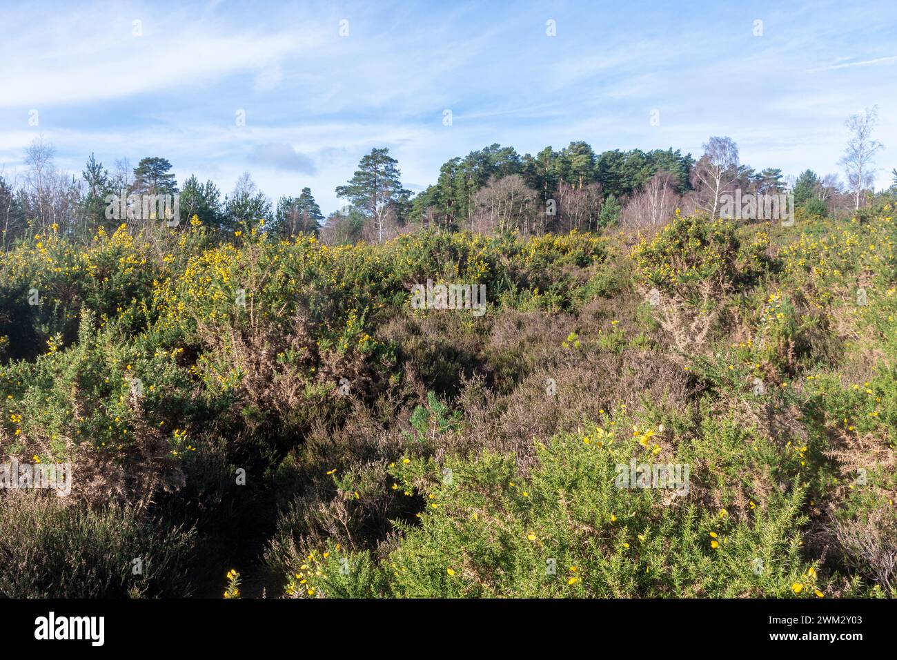 Vue de Blackheath Common, paysage de landes de plaine dans le Surrey Hills AONB, Angleterre, Royaume-Uni, avec des fleurs jaunes sur des buissons gorses Banque D'Images