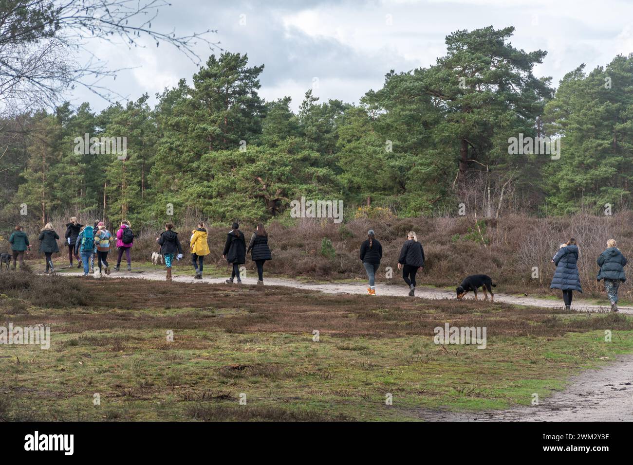 Jeunes femmes, y compris des mères portant leurs bébés, qui vont faire une promenade de groupe dans la campagne, Surrey, Angleterre, Royaume-Uni. Concept de bien-être Banque D'Images