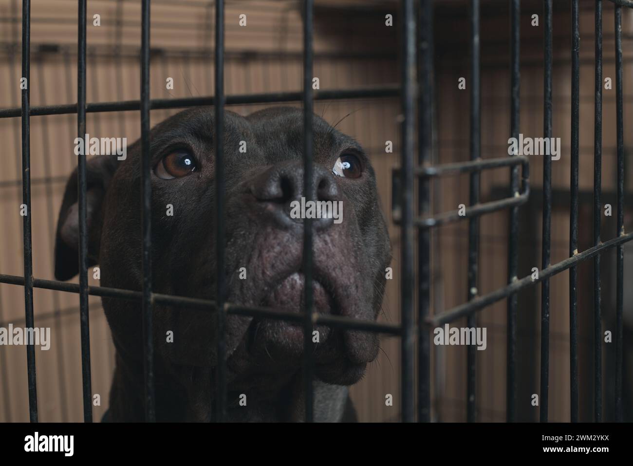 Résilience en confinement : la force d'un pit-Bull brille à travers les barres. Brisez les chaînes, embrassez la compassion. 🐾 #PitBullFreedom' Banque D'Images