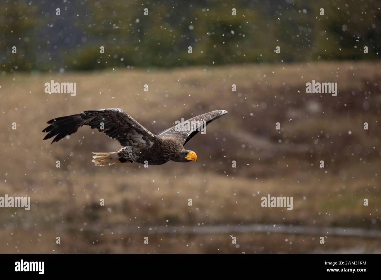 Aigle de mer de Steller (Haliaeetus pelagicus) oiseau de proie volant en hiver neigeux, Japon. Banque D'Images
