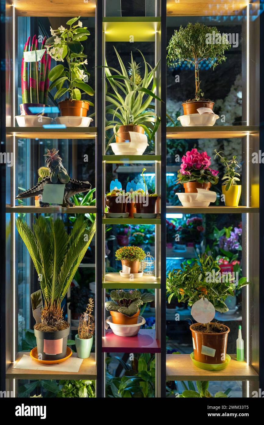 Fleuriste. Belle et lumineuse vitrine d'un magasin de fleurs moderne. Diverses fleurs en pots sur les étagères. Banque D'Images