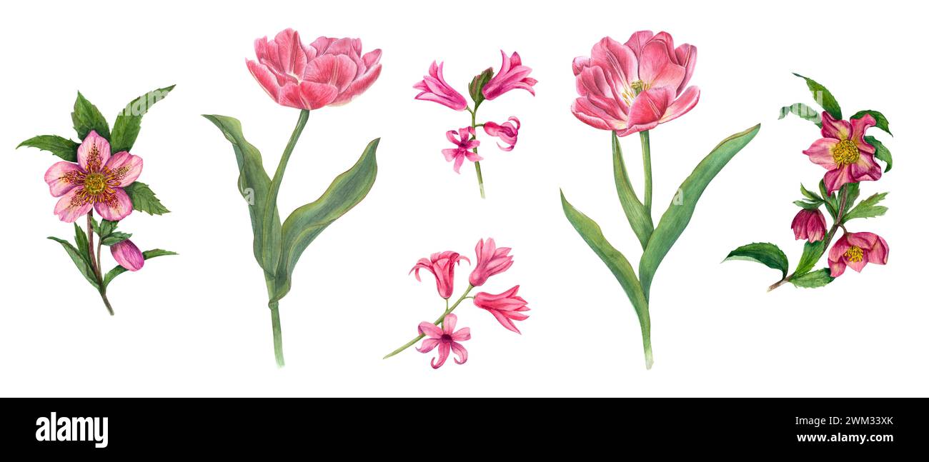 Ensemble d'hellebores, tulipes doubles et jacinthes. Rose printanier, fleurs violettes, feuilles. Composition réaliste. Illustration florale à l'aquarelle. Banque D'Images