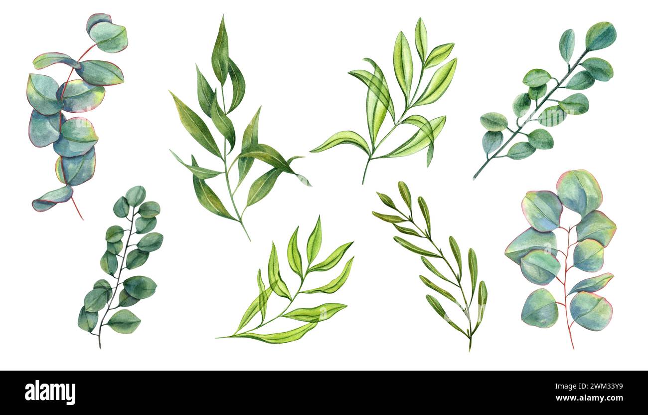 Set avec des branches d'eucalyptus de différents types. Feuilles vertes. Eucalyptus spiralé, eucalyptus dollar argenté. Illustration aquarelle pour la conception. Banque D'Images