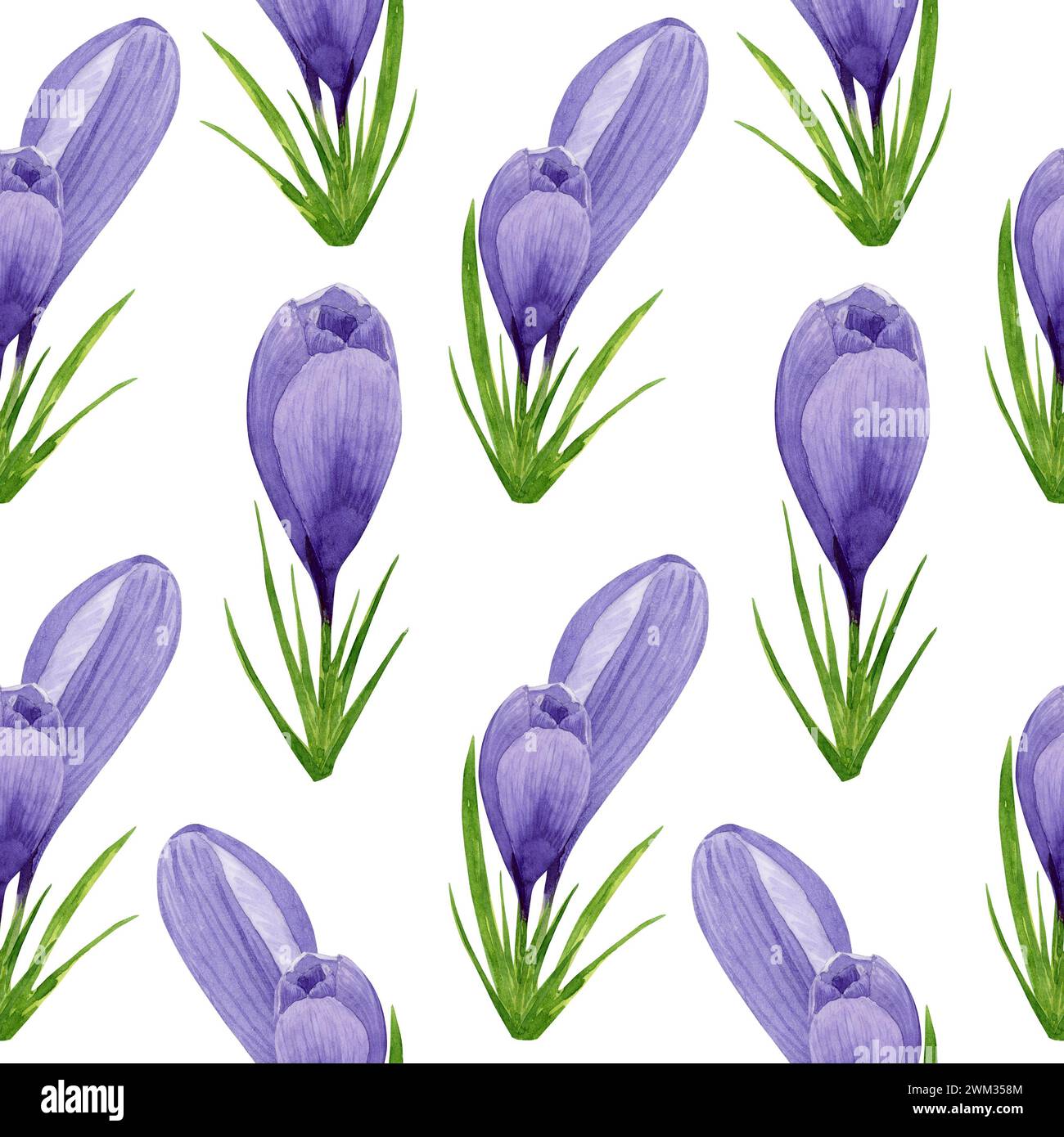 Aquarelle crocus violet modèle sans couture, fleurs de printemps papier numérique sur fond blanc. Illustration florale peinte à la main. Pour la conception textile, p Banque D'Images
