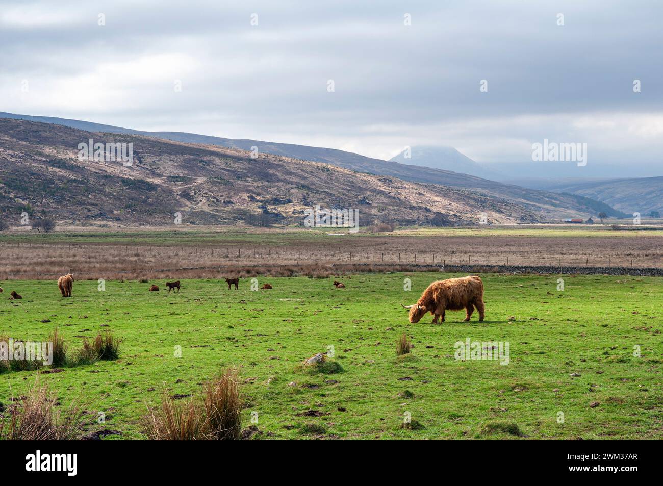 Highland Cattle Glen Cassley, Écosse Banque D'Images