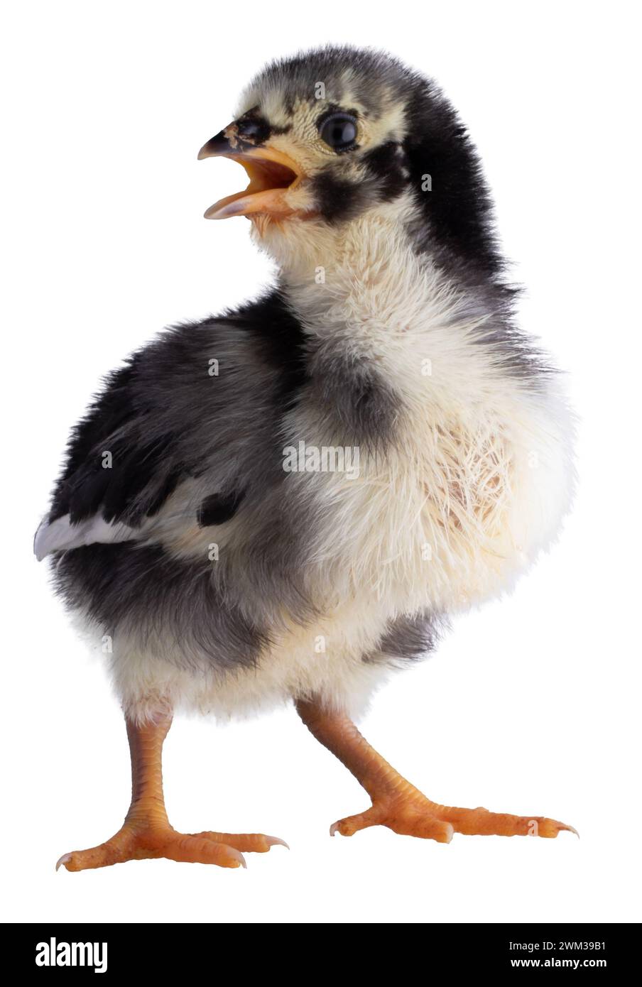 Poulet poulet Austerlorp avec son bec grand ouvert et il sonne tout en étant photographié en studio. Banque D'Images