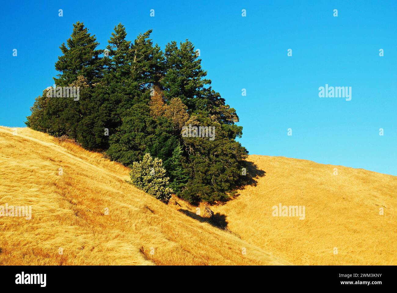 Un groupe d'arbres pousse dans une petite encoche du mont Tamalpais dans le comté de Marin, en Californie Banque D'Images