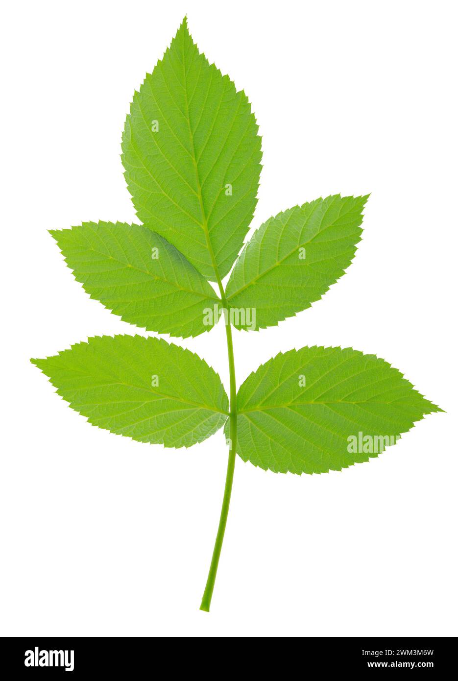 Feuilles de framboise. Jeune branche verte de framboisier au printemps. branche de framboise. Jardinage, horticulture. Plante cicatrisante. Thé de feuilles de framboise Banque D'Images