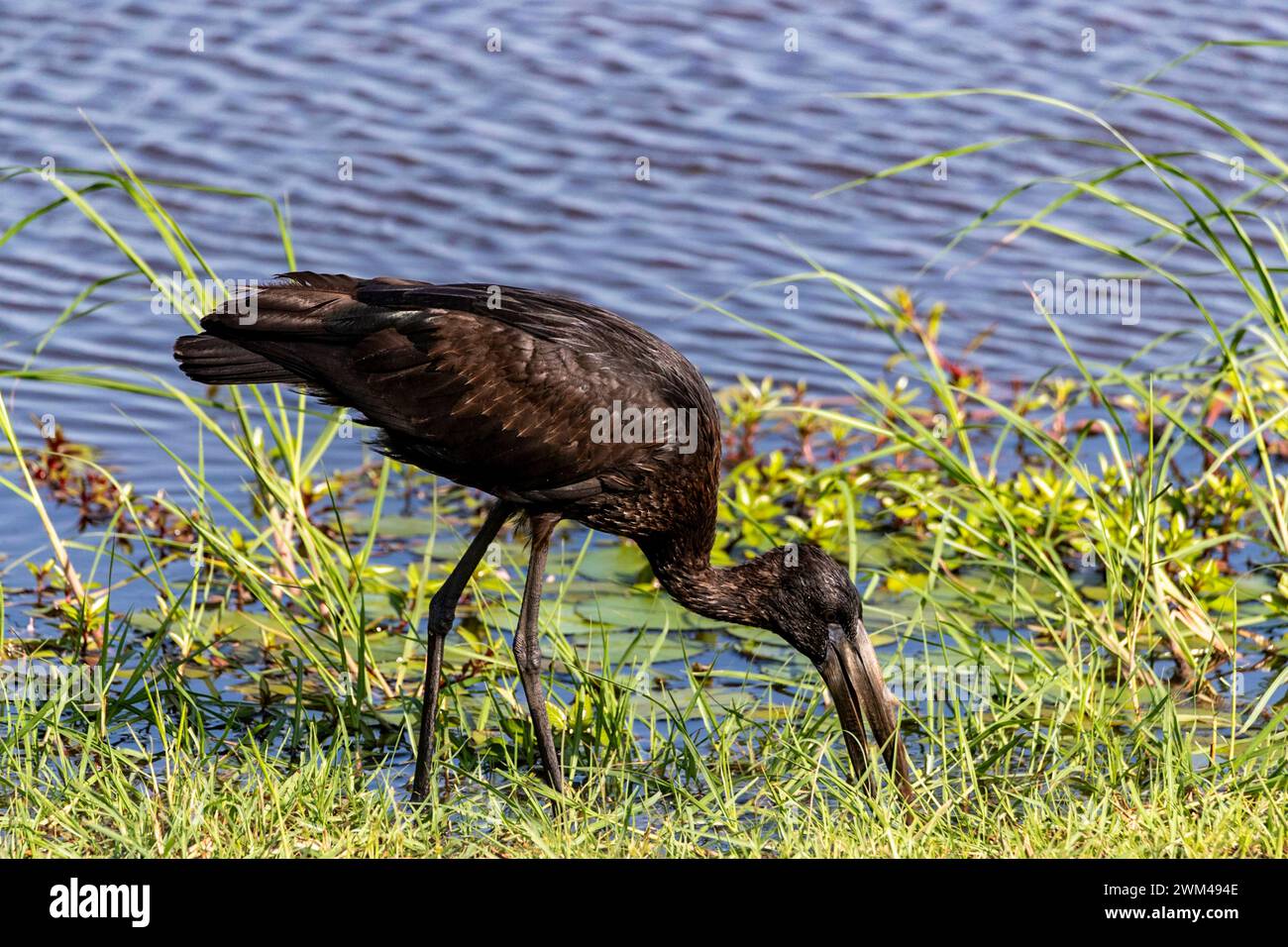 African Openbill, Parc national de Chobe, Botswana Banque D'Images