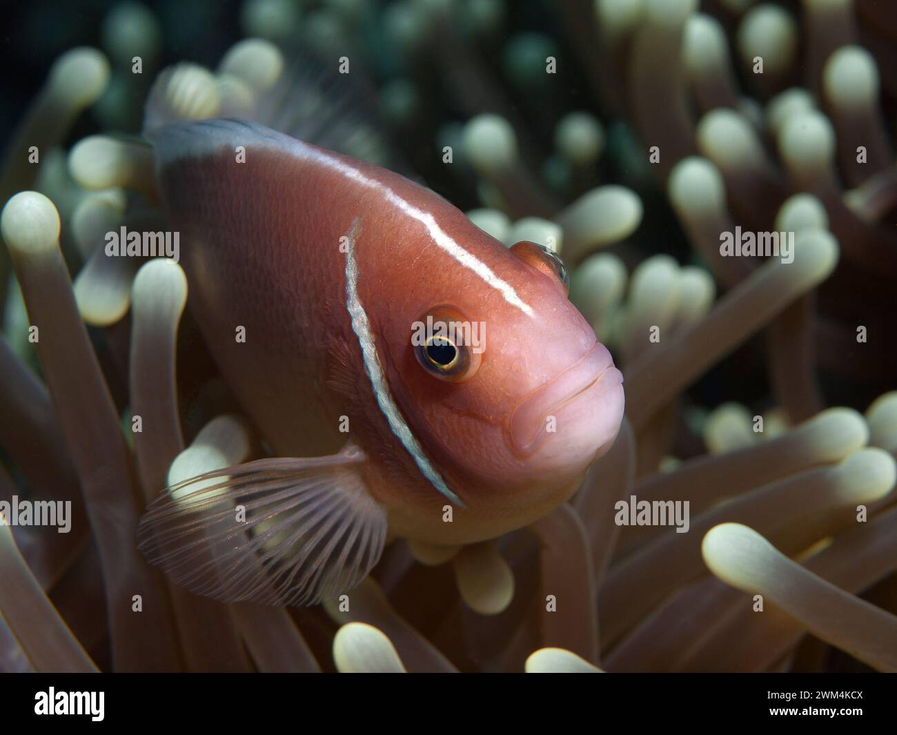 Anemonefish, toujours en mouvement : le poisson-clown regarde curieusement hors de son anémone. Photographie sous-marine : récif corallien, Moalboal, île de Cebu, Philippines Banque D'Images