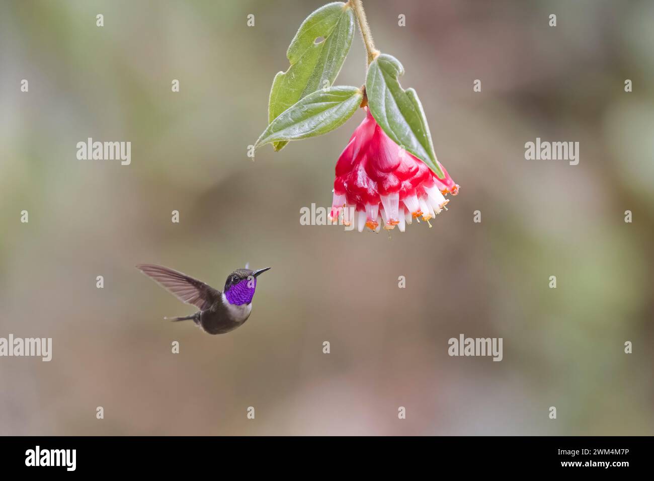 Woodstar à gorge violette se nourrissant d'une fleur en Colombie Amérique du Sud prise à la lumière naturelle Banque D'Images